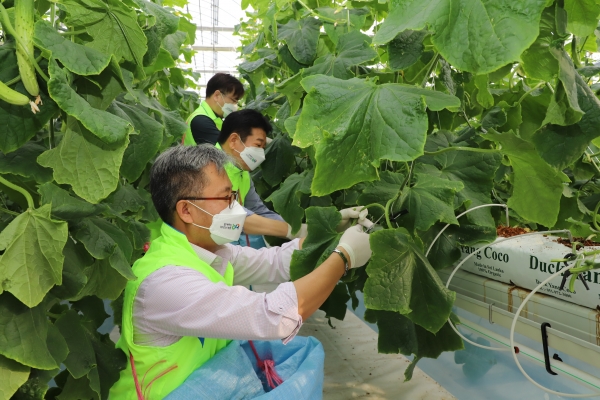 충남세종농협 길정섭 본부장(앞쪽), 석문농협 류재신 조합장(두번째)이 당진시 석문면 위풍당당 스마트팜농장에서 오이 재배를 위한 일손돕기를 실시하고 있다.