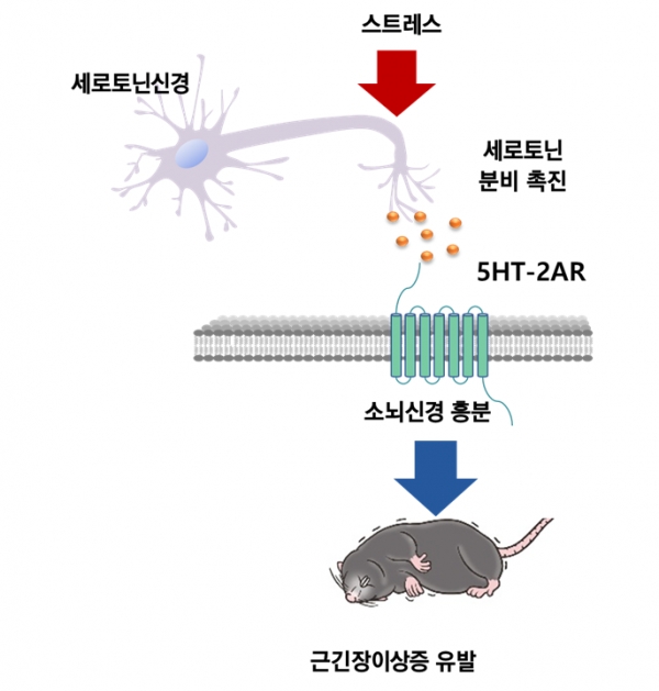 세로토닌에 의한 근긴장이상 발생경로