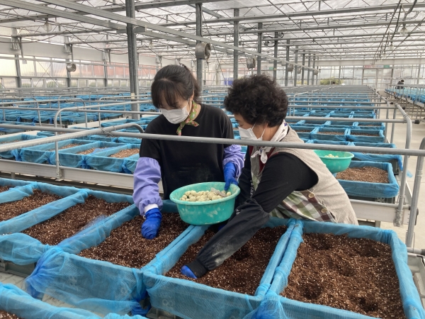 자체생산 조직배양 우량 씨감자