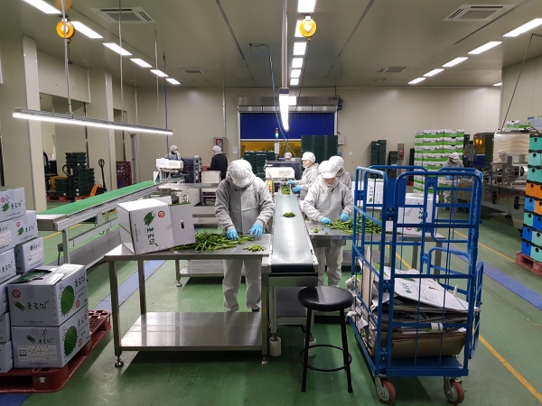 만인산농협 산지유통센터 농산물 선별 모습