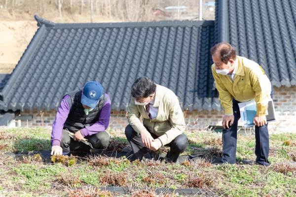김돈곤 청양군수 봄철 영농현장 소통행정-운곡면 눈개승마 재배 농가 방문