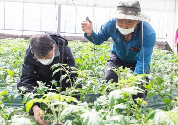 김돈곤 청양군수 봄철 영농현장 소통행정-장평면 방울토마토 농가