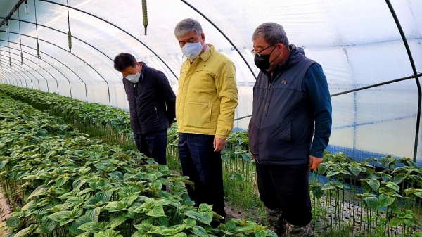 부리면 평촌리 일원 깻잎 시설재배 농가를 방문한 문정우 금산군수