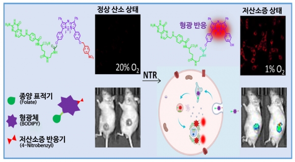 근적외선 형광 프로브의 구조 및 원리
