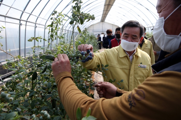 서래야 블루베리 농장을 찾은 노박래 군수