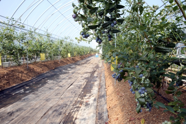 서천군, 서래야 블루베리 첫 출하 (농장 모습)