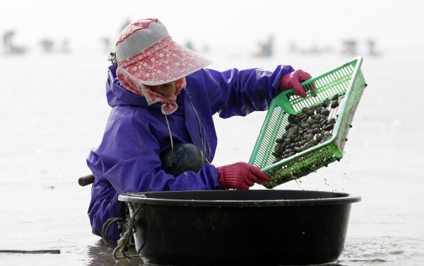 29일 바지락 채취에 나선 소원면 파도리 어촌계원 모습.