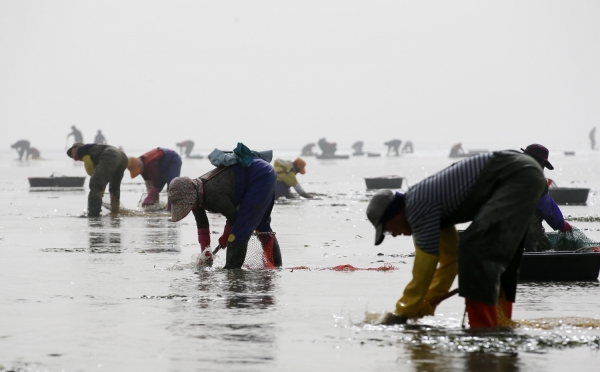 29일 바지락 채취에 나선 소원면 파도리 어촌계원 모습.