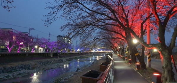 금산천 벚꽃길, 야간경관조명 모습