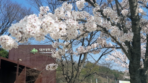 대전대 캠퍼스 벚꽃 만개 모습