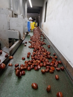 수출용 밤을 포장하고 있다