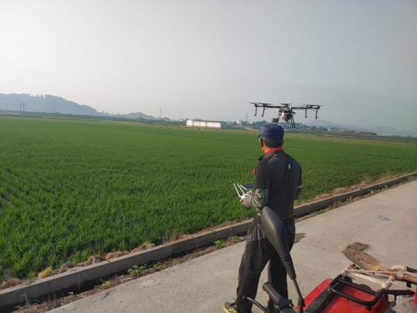 드론활용 벼 공동방제 장면