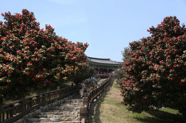 마량리 동백나무숲