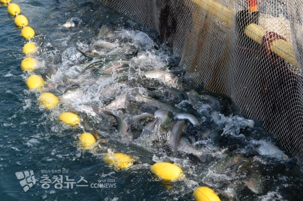 남당항에서 바다송어를 출하하고 있다