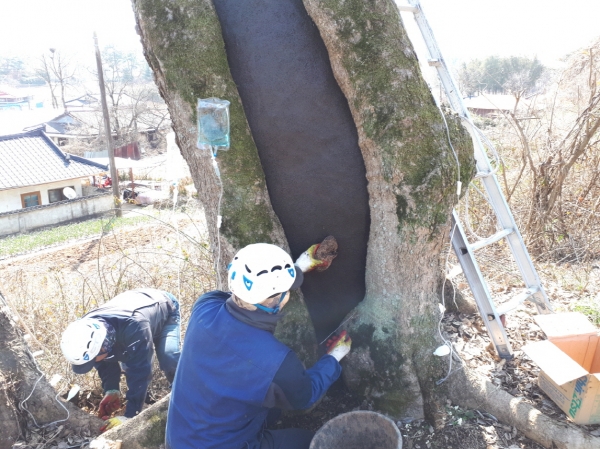 서천군, 마을 보호수 정비사업 추진