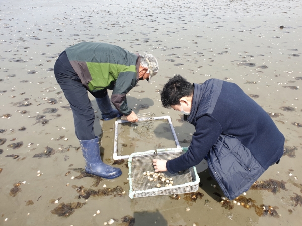 비인면 동죽 집단폐사 원인 조사 모습