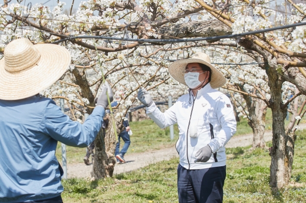 오세현 아산시장이 배 화접을 하고 있는 장면