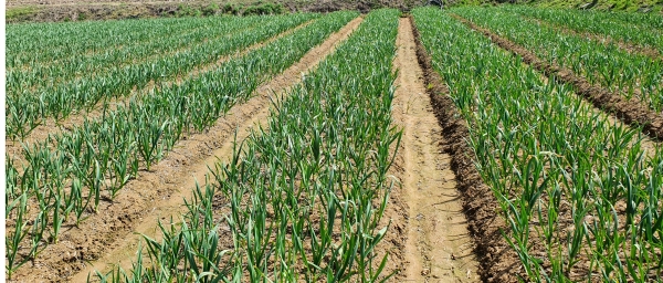 청양지역 마늘·양파 생육상태 모습