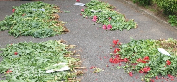 지난해 태안해경이 단속한 불법재배 양귀비 / 출처=태안해양경찰서