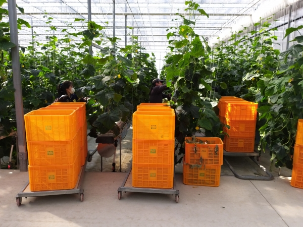 농촌 일손 돕기 현장 사진