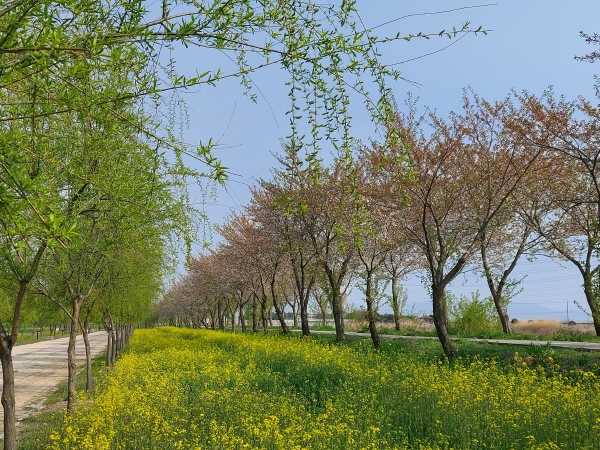 합덕제 유채꽃 단지 사진