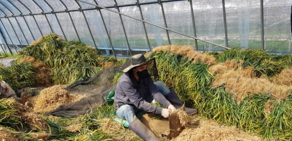 호흡기질환 해결사 청양맥문동 수확 한창-뿌리 수확