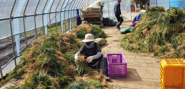 호흡기질환 해결사 청양맥문동 수확 한창-다시 심기를 위한 분주작업