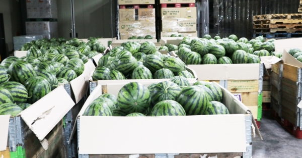 굿뜨래 수박 출하