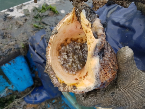 주꾸미 부화시기 어획장면