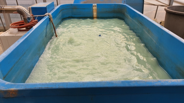 볍씨 종자소독 장면