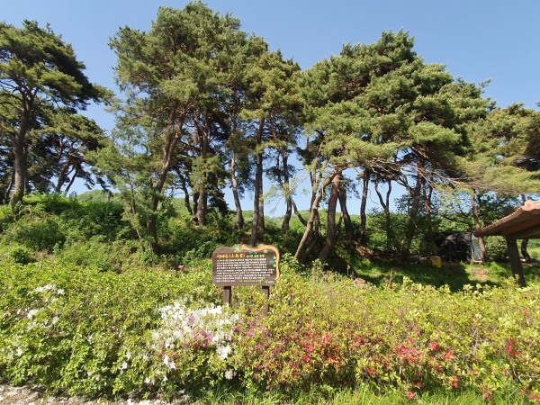 상마수 소나무숲