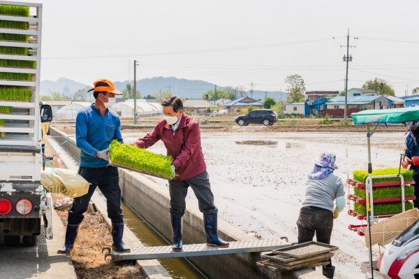 서천군 올해 첫 모내기 장면