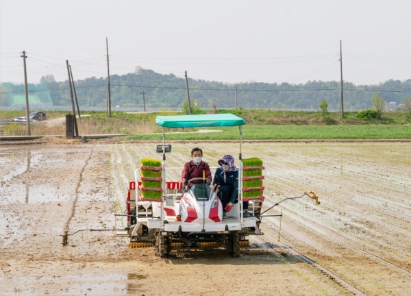 서천군 올해 첫 모내기 장면