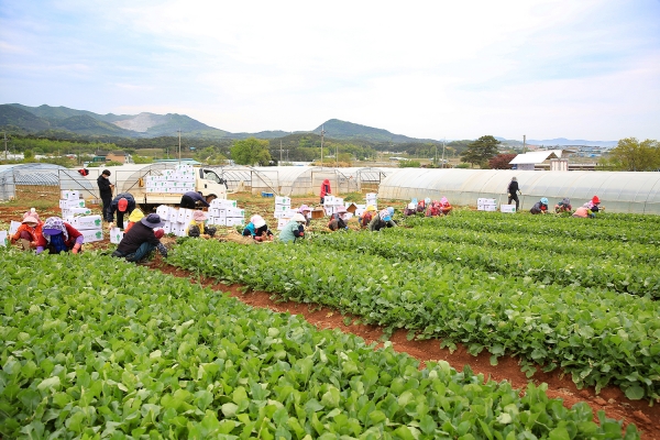 충남 서산시 고북면 초록리 한 농가에서 수확한 황토알타리를 들어보이는 장면