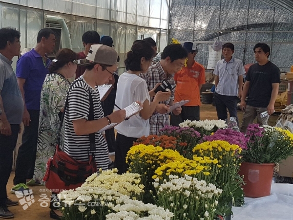 2019년도 국화 평가 현장 사진