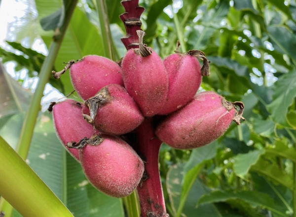 벨루티나바나나