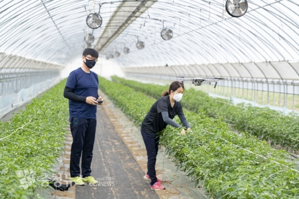 김면중 씨가 드론 바람을 활용해 꽈리고추를 재배하는 모습