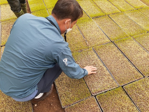 청양군  고품질 쌀 생산 위한 못자리 현장 지도