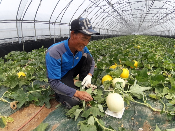 하늘그린 멜론 첫 수확 모습