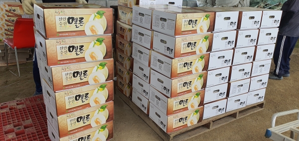 하늘그린 멜론 첫 출하 모습