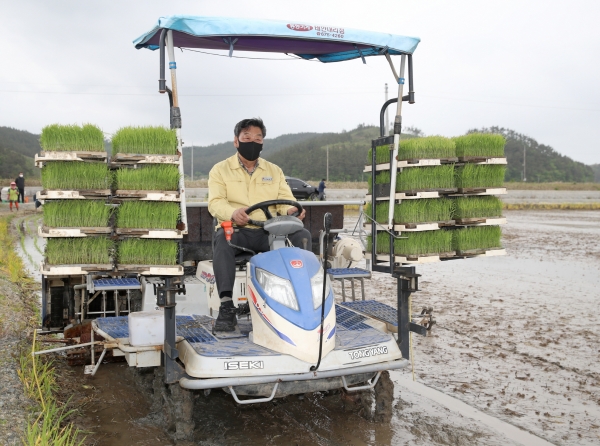 7일 태안군 원북면 동해리 가만순 농가에서 모내기를 돕는 가세로 군수 모습.