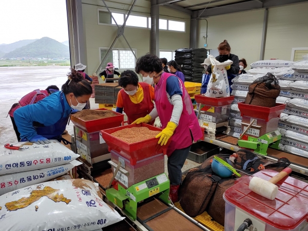 청양군  모내기철 맞아 벼 예비묘 2만 상자 생산