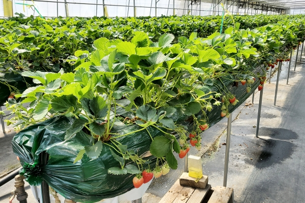 성연면 딸기재배농가
