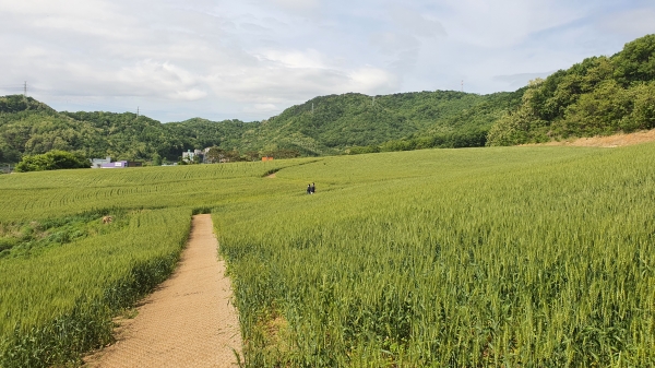 천안시 구성동 굴울마을 일원에 조성된 밀 재배단지