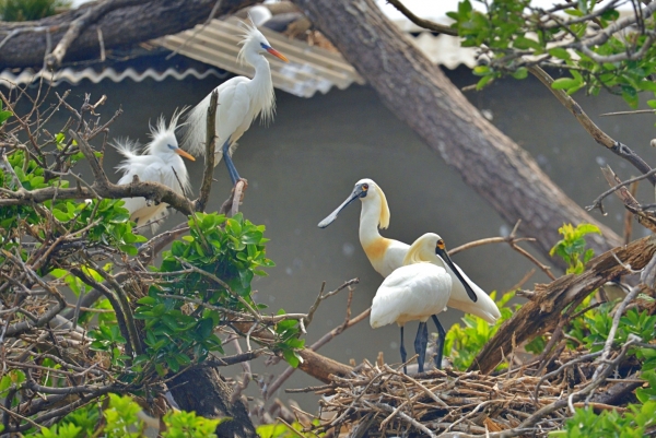 저어새와 노랑부리백로