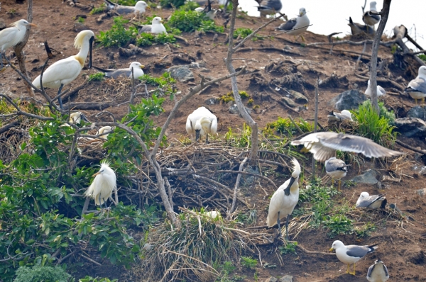 저어새와 노랑부리백로