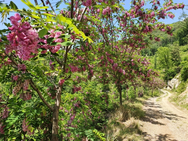 금산 국사봉 둘레길 붉은 아카시꽃