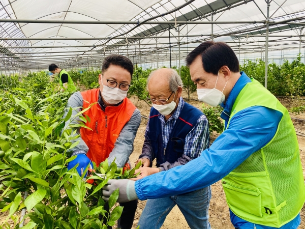 대전농협 임직원과 레드향 재배농가 일손돕기 봉사 모습