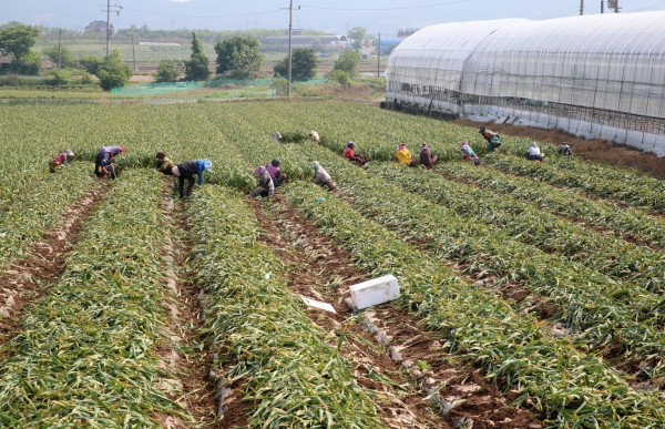 평천리 마늘 수확 모습
