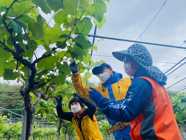 유성구 반석동 포도농가를 찾아 이심점심 농가 일손 돕기 실시